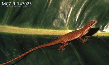 Media type: image;   Herpetology R-147023 Description: Photo of animal in life, taken in the field by Dr. Kenneth Ichiro Miyata. A slide of the photo was scanned in 2012 by Melissa Wooley.;  Aspect: lateral
